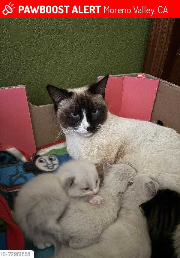 Lost Female Cat last seen Perris Blvd, Moreno Valley, CA 92551