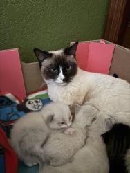 Lost Female Cat last seen Perris Blvd, Moreno Valley, CA 92551