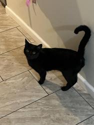 Lost Male Cat last seen W willow and U, Lompoc, CA 93436