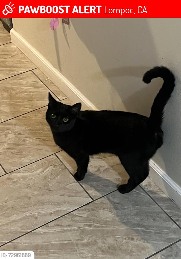 Lost Male Cat last seen W willow and U, Lompoc, CA 93436