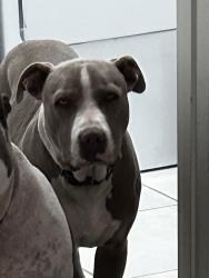 Lost Male Dog last seen 27th st sw-24th st sw, Rio Rancho, NM 87124