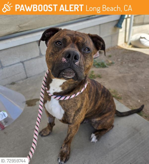 Found/Stray Male Dog last seen Near East Pleasant Street, Long Beach, CA, USA, Long Beach, CA 90805