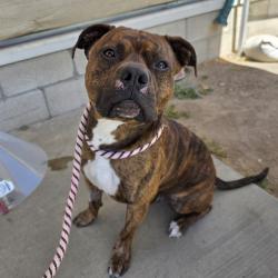Found/Stray Male Dog last seen Near East Pleasant Street, Long Beach, CA, USA, Long Beach, CA 90805