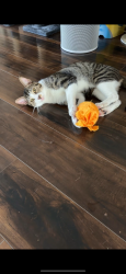 Lost Male Cat last seen live oak ln, Allen, TX 75002