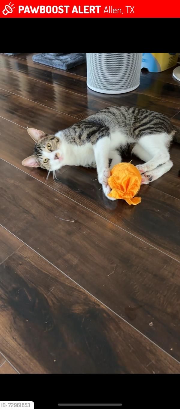 Lost Male Cat last seen live oak ln, Allen, TX 75002