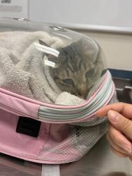 Found/Stray Female Cat last seen Decatur and Whispering Springs, Las Vegas, NV 89131