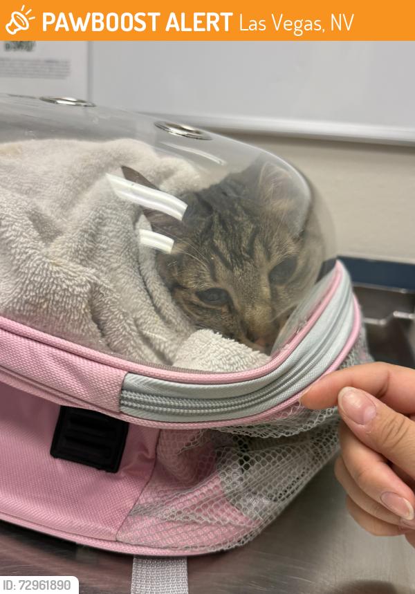 Found/Stray Female Cat last seen Decatur and Whispering Springs, Las Vegas, NV 89131