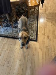 Reunited Male Dog last seen Near McKinsey Rd, Severna Park, MD 21146, USA, Severna Park, MD 21146