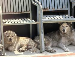 Found/Stray Unknown Dog last seen Peck road and lower Azusa , El Monte, CA 91731