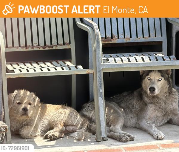 Found/Stray Unknown Dog last seen Peck road and lower Azusa , El Monte, CA 91731