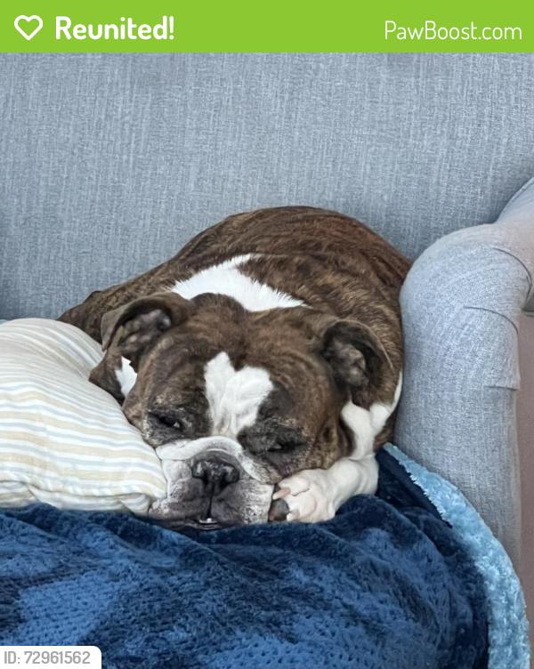 Reunited Male Dog last seen Lakeshore Dr. and Foxglove, Erie, PA 16505