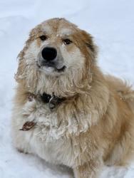 Reunited Female Dog last seen Near Tall Tree Dr, Kingsport TN 37663, Kingsport, TN 37663