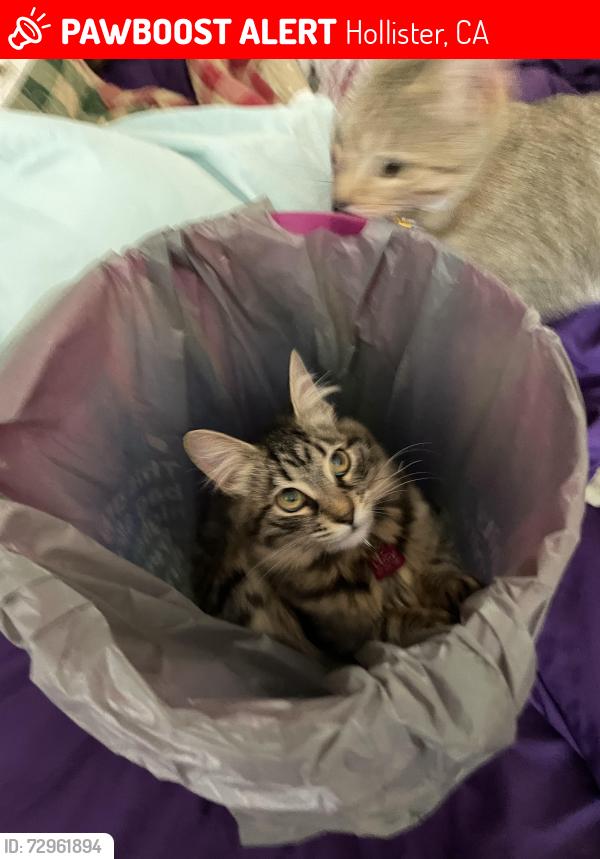 Lost Female Cat last seen Sadie’s / Whale Park, Hollister, CA 95023