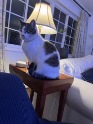 Lost Female Cat last seen McDaniel Avenue, Greenville, SC 29601