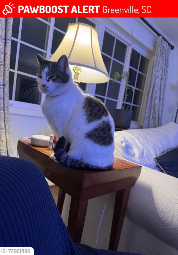 Lost Female Cat last seen McDaniel Avenue, Greenville, SC 29601