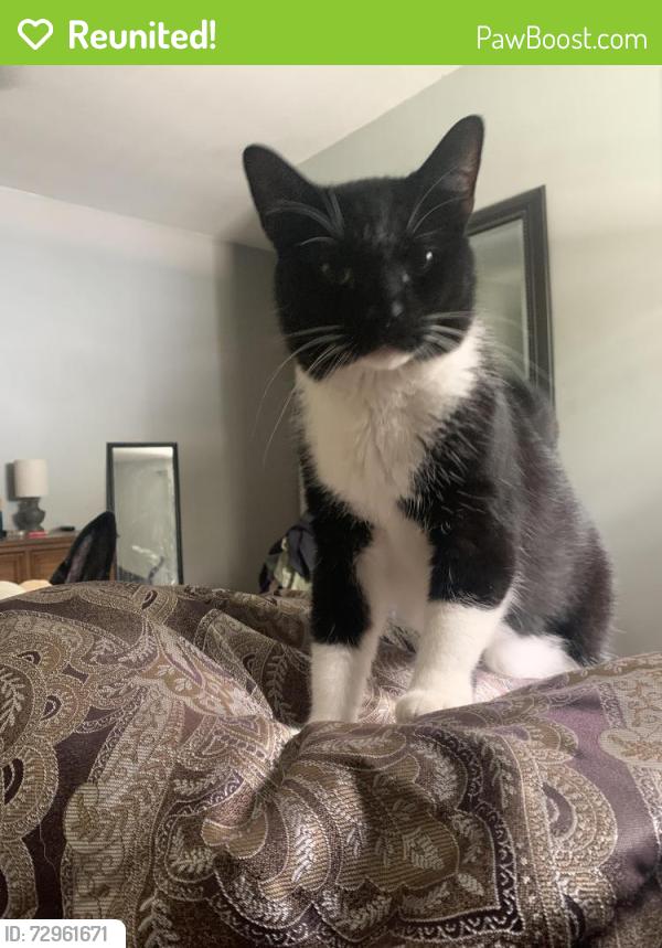 Reunited Male Cat last seen Hilltop NJ, Gloucester Township, NJ 08012