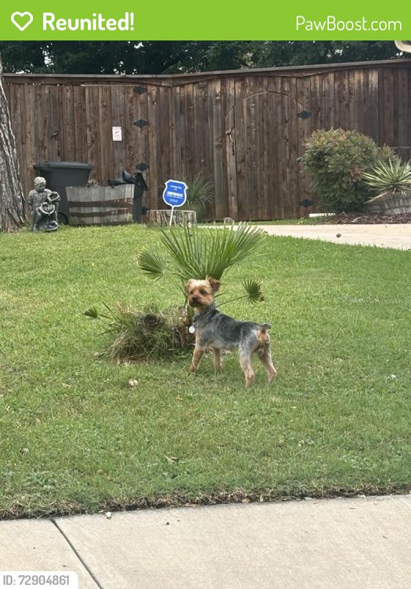 Reunited Male Dog last seen near seven hills dr, Grand Prairie, TX 75052