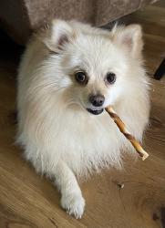 Lost Male Dog last seen County road 376, Cibolo, TX 78108
