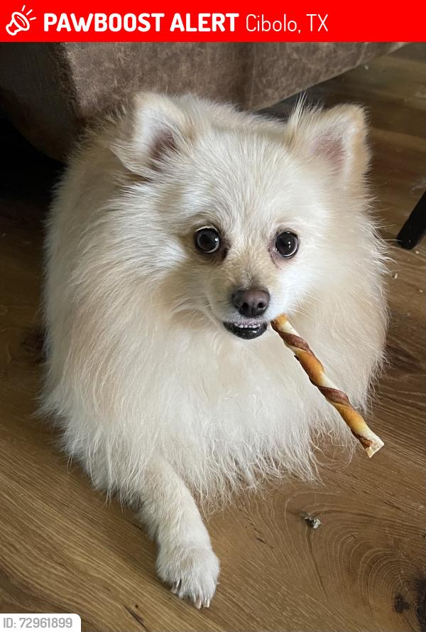 Lost Male Dog last seen County road 376, Cibolo, TX 78108