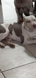 Lost Male Dog last seen 27th st sw-24th st sw, Rio Rancho, NM 87124