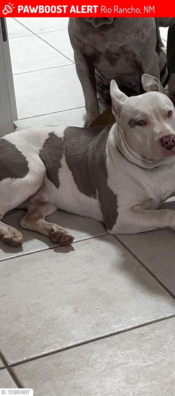 Lost Male Dog last seen 27th st sw-24th st sw, Rio Rancho, NM 87124