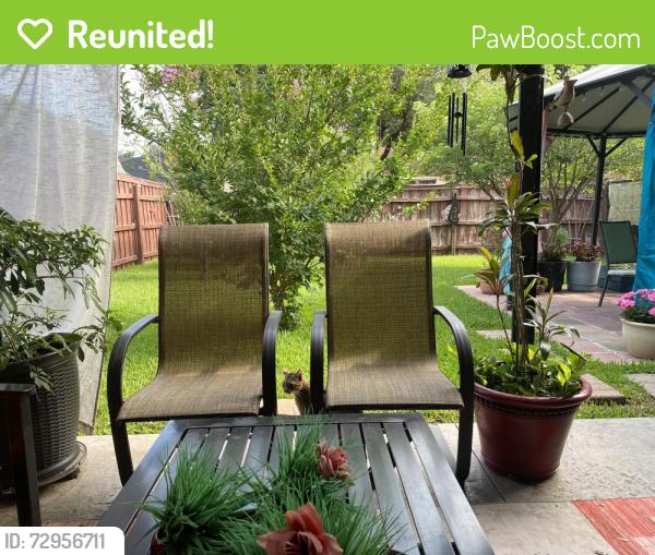 Reunited Female Cat last seen Sage wood st. Willowstone st. Pear tree st, Denton, TX 76207