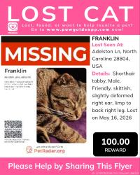 Lost Male Cat last seen Aiken Rd , Asheville, NC 28804