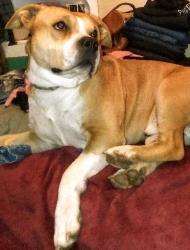 Reunited Male Dog last seen Golden Oaks  off Hwy 49 (Brewer Rd & Egbert Hill), Grass Valley, CA 95949