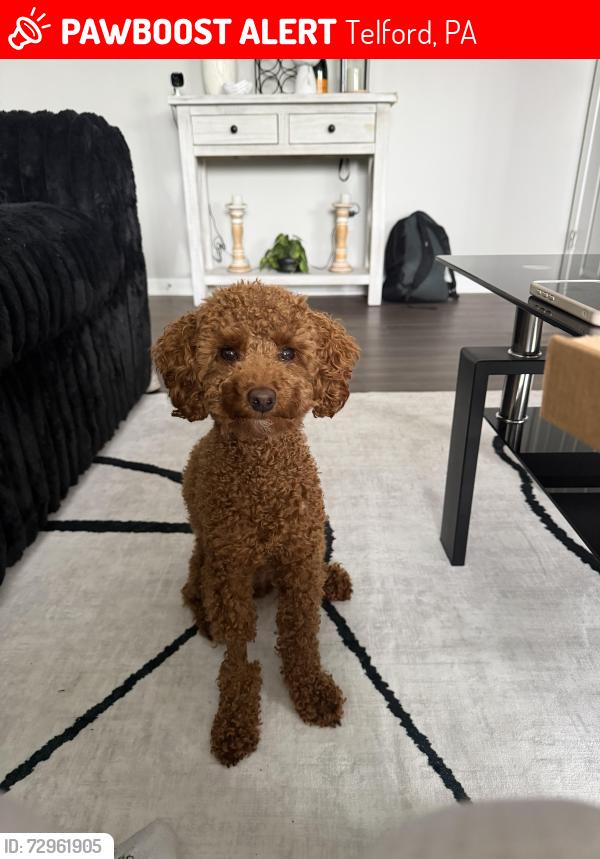 Lost Male Dog last seen Main street, Telford, PA 18969