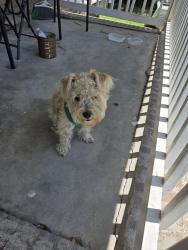 Found/Stray Male Dog last seen Hey 210, Spring Lake, NC 28390