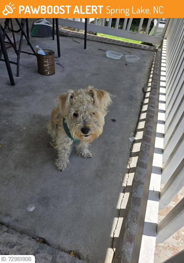 Found/Stray Male Dog last seen Hey 210, Spring Lake, NC 28390