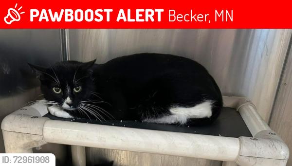 Lost Female Cat last seen Near 117th Street , Becker , MN 55308, Becker, MN 55308