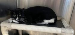 Lost Female Cat last seen Near 117th Street , Becker , MN 55308, Becker, MN 55308