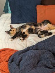 Lost Female Cat last seen 16th Street N x 11 Ave N, St. Petersburg, FL 33705
