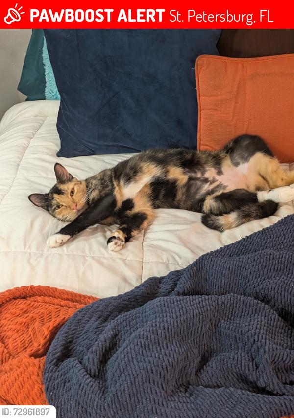 Lost Female Cat last seen 16th Street N x 11 Ave N, St. Petersburg, FL 33705