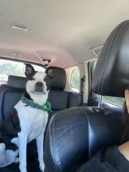 Reunited Male Dog last seen Cheltenham Avenue , Philadelphia, PA 19126