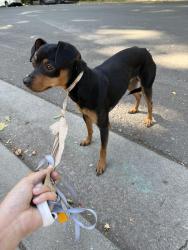 Found/Stray Male Dog last seen F St. and 19th St. , Sacramento, CA 95811