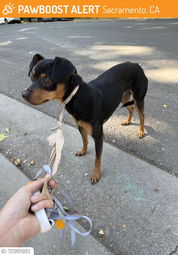 Found/Stray Male Dog last seen F St. and 19th St. , Sacramento, CA 95811