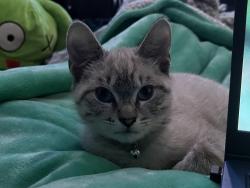 Lost Female Cat last seen Worchester avenue , Indianapolis, IN 46203