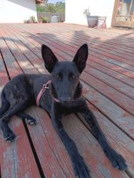 Found/Stray Female Dog last seen Tyler arlington, Riverside, CA 92505