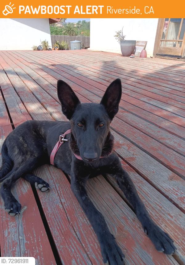 Found/Stray Female Dog last seen Tyler arlington, Riverside, CA 92505