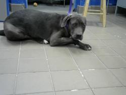Shelter Stray Male Dog last seen Near BLOCK 2ND ST, Albuquerque, NM 87112