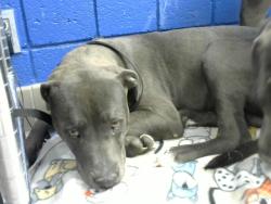 Shelter Stray Male Dog last seen Near BLOCK 2ND ST, Albuquerque, NM 87112