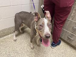 Shelter Stray Female Dog last seen Near BLOCK S CEDAR ST, COLORADO SPRINGS, CO 80903, Colorado Springs, CO 80905