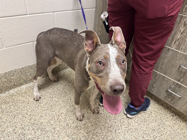 Shelter Stray Female Dog last seen Near BLOCK S CEDAR ST, COLORADO SPRINGS, CO 80903, Colorado Springs, CO 80905