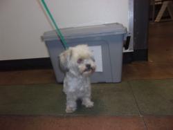 Shelter Stray Female Dog last seen , Los Angeles, CA 91405