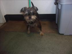 Shelter Stray Male Dog last seen , Los Angeles, CA 91405