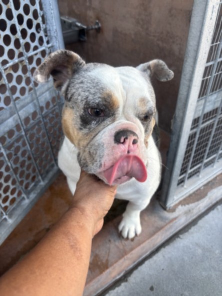 Shelter Stray Female Dog last seen , Los Angeles, CA 91405