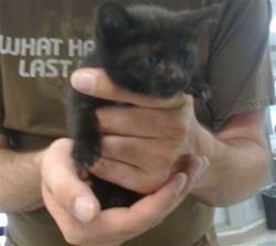 Shelter Stray Unknown Cat last seen Near BLOCK NW 30TH TER, Oklahoma City, OK 73129