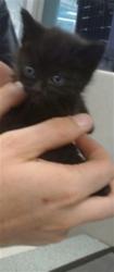 Shelter Stray Unknown Cat last seen Near BLOCK NW 30TH TER, Oklahoma City, OK 73129